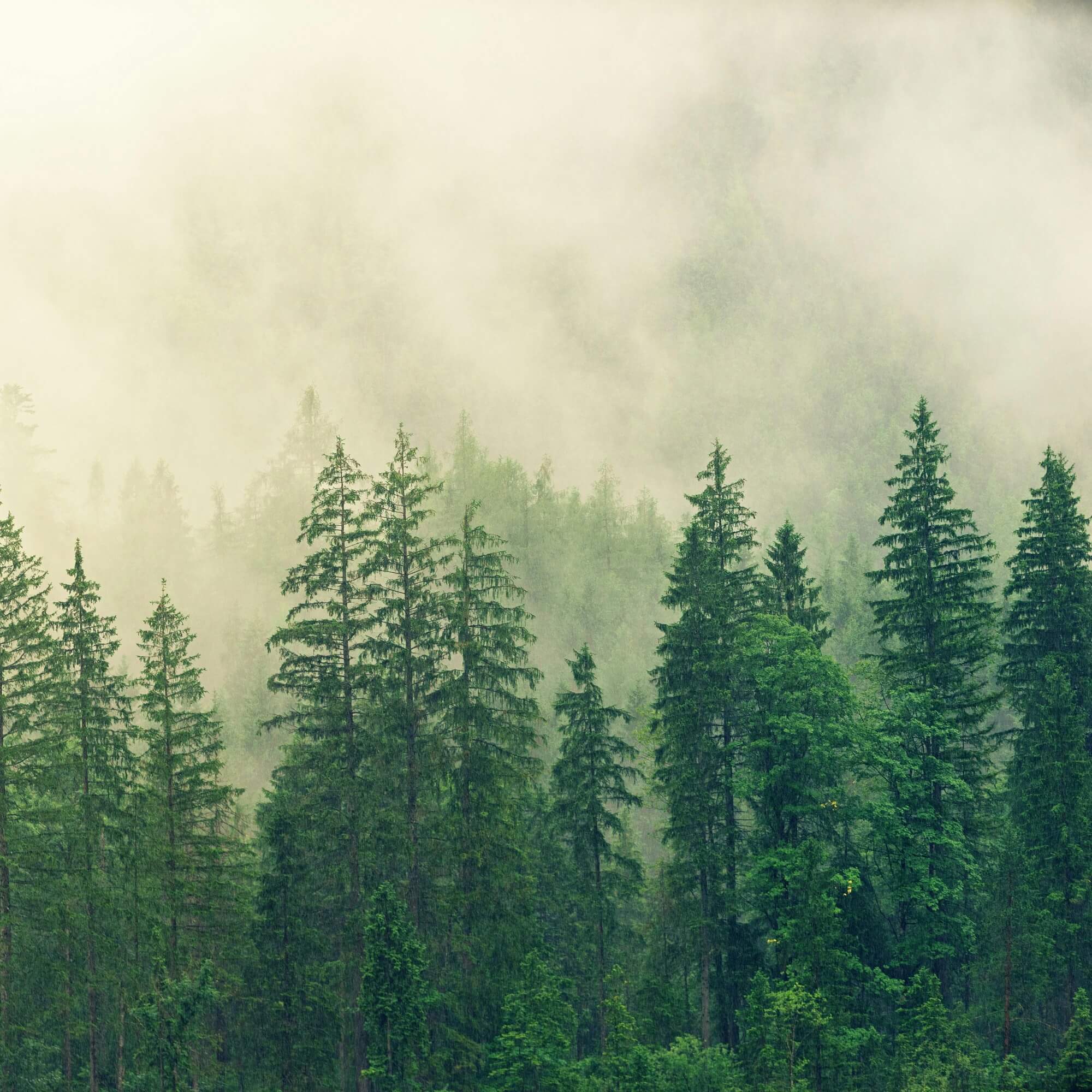 Photo of a foggy, bright green pine forest